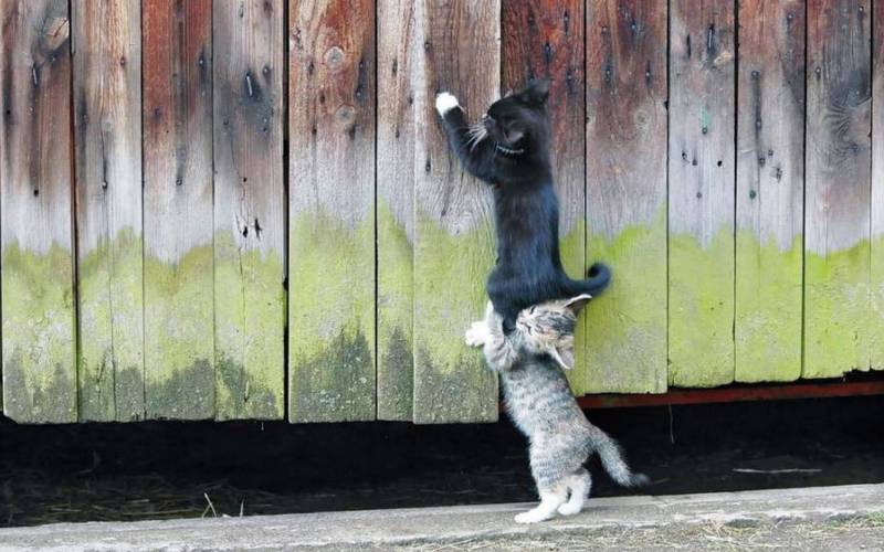 萌宠猫咪图片大全可爱动物壁纸