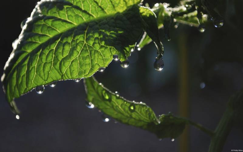 漂亮的夏日清晨植物上的露珠摄影图片