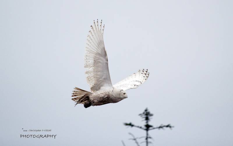 羽色非常美丽的雪鸮高清图片