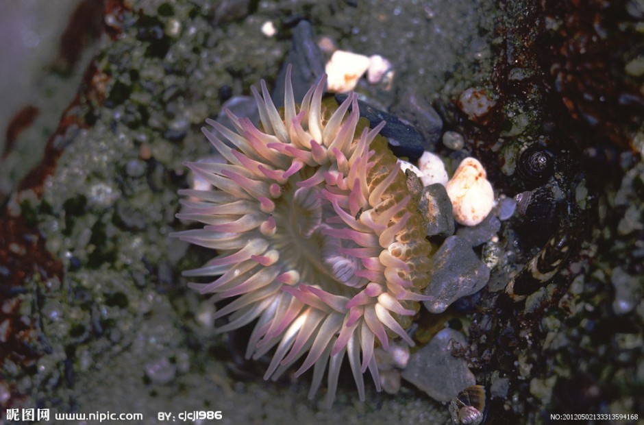颜色斑斓好看的小海葵图片