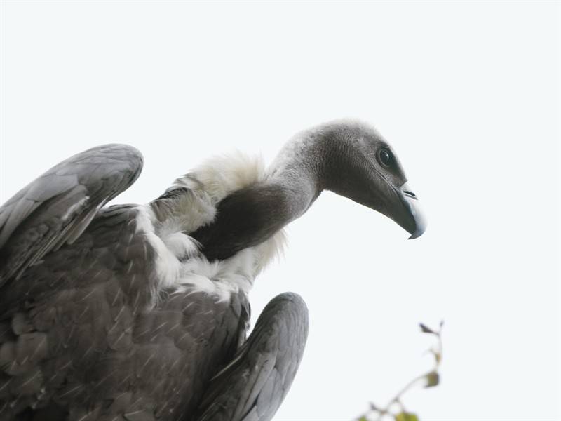 动物界千奇百怪的野生动物图片