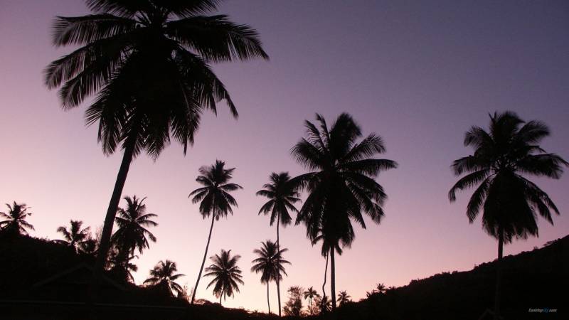 夕阳下的海景棕榈树唯美高清图片