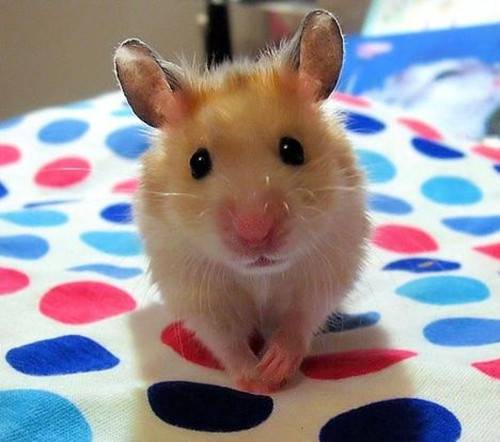 仓鼠的小幸福唯美意境图片