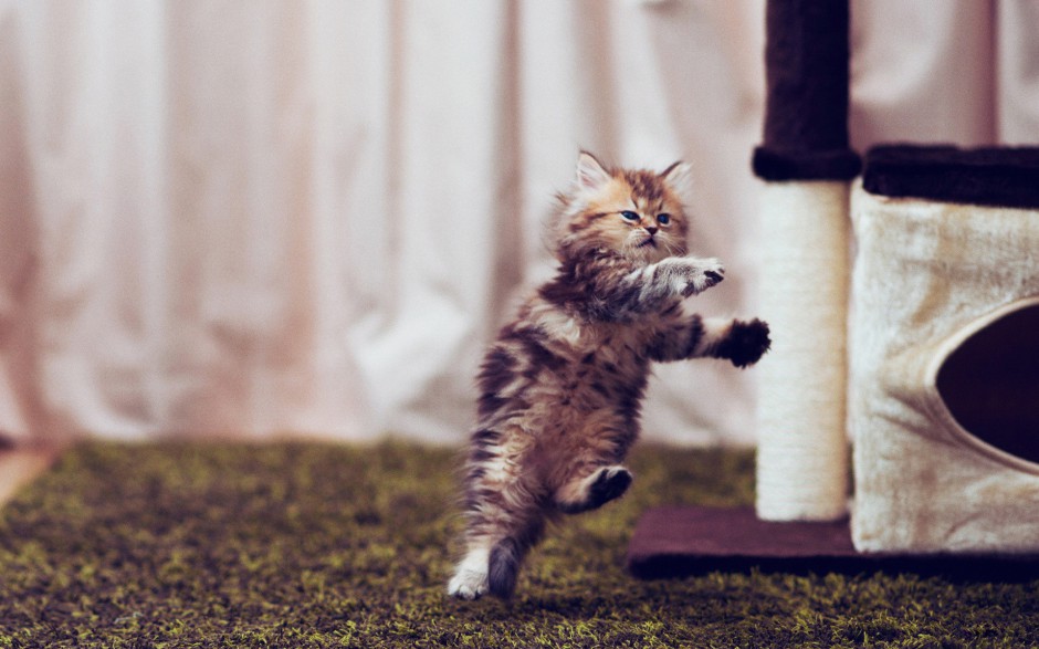 调皮呆萌的小波斯猫图片