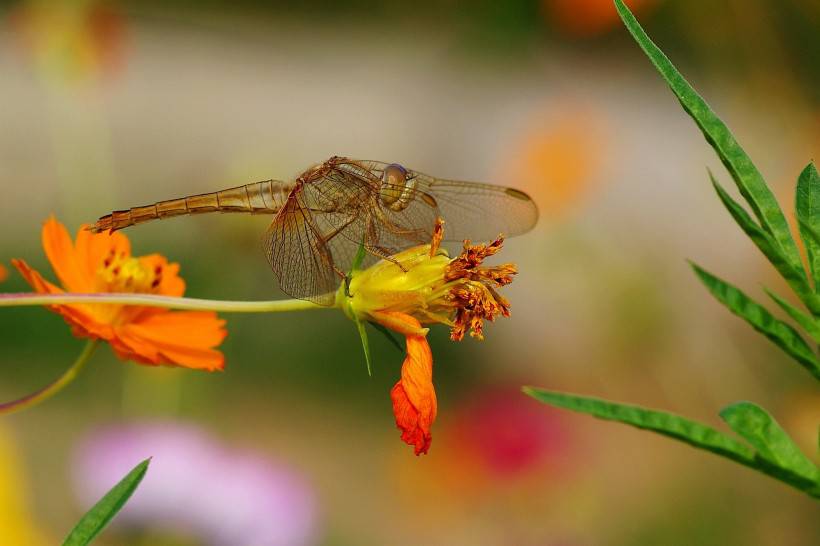 昆虫图片唯美微距蜻蜓特写