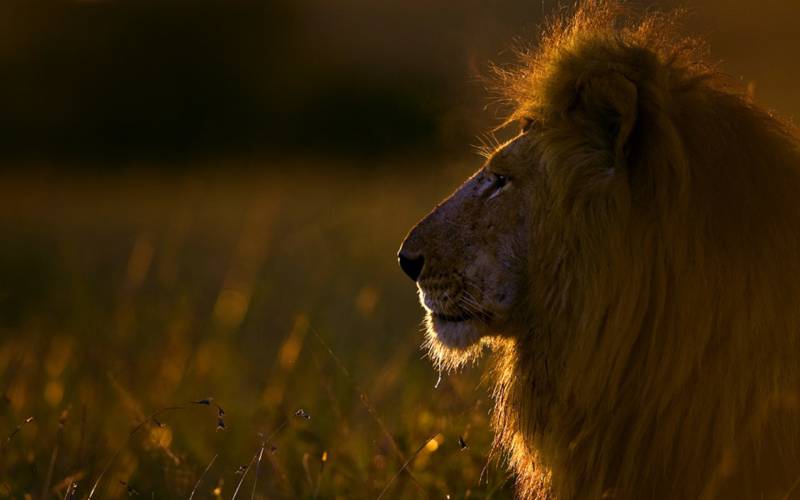 非洲野外野生动物精美高清图集
