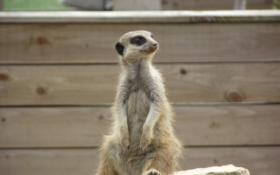 哺乳动物非洲猫鼬图片