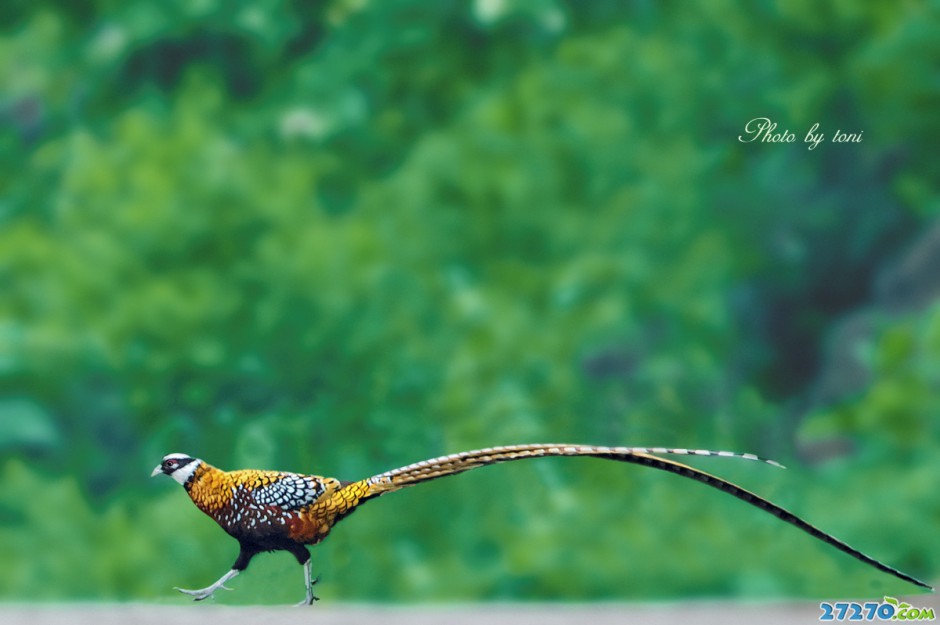 稀罕鸟——白冠长尾雉