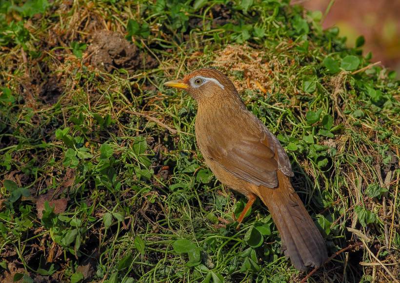 野外觅食的极品画眉鸟图片
