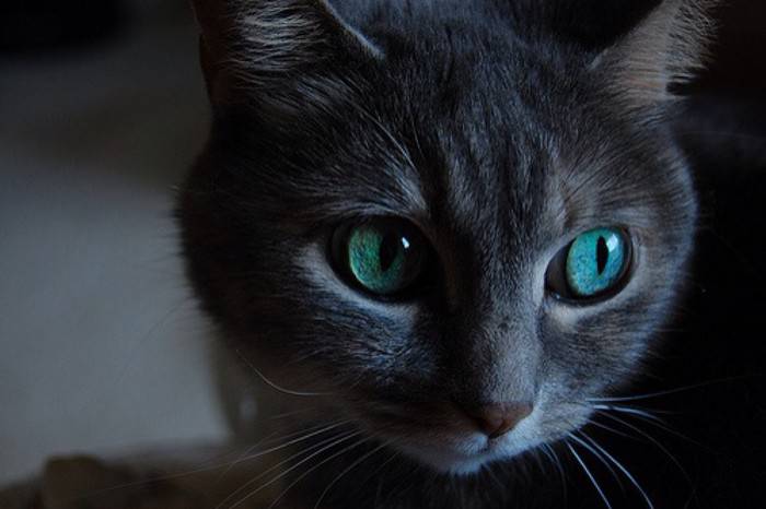 孟买猫眼神迷人图片