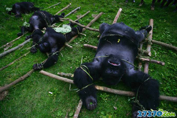 大猩猩被屠的残忍场面