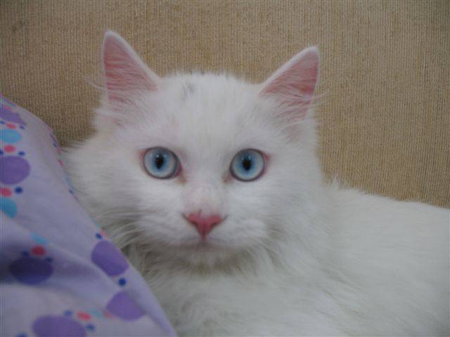 可爱宠物蓝眼白猫图片
