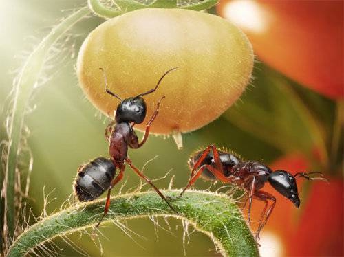 蚂蚁的小王国特写高清图片