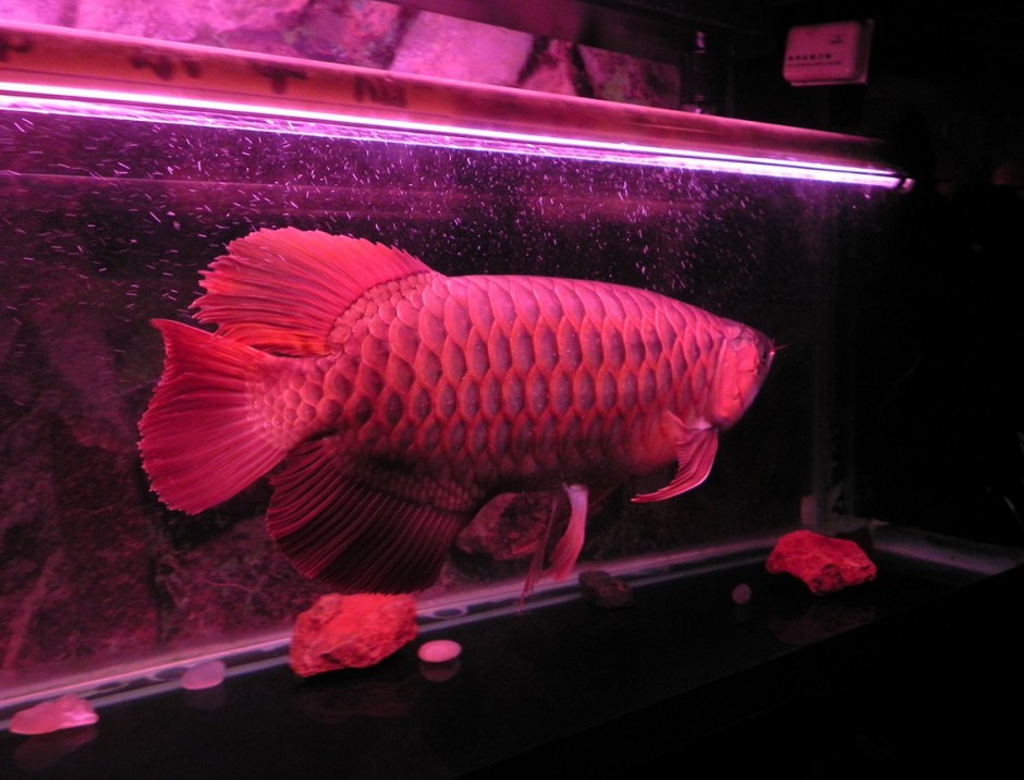 最贵的风水鱼红龙鱼图片