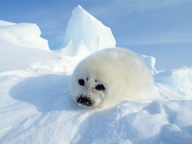 河马北极熊野生动物图片合集