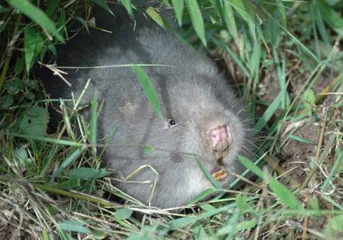 野生竹鼠怀孕图片