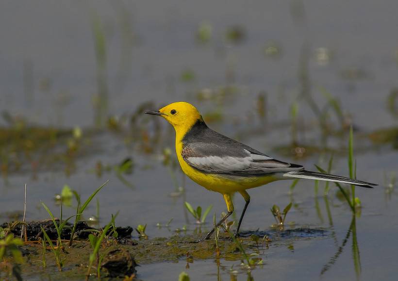 可爱的鸟类黄头鹡鸰图片