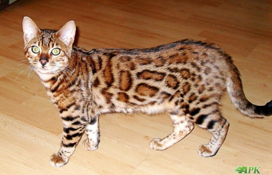 体型匀称的纯种豹猫图片