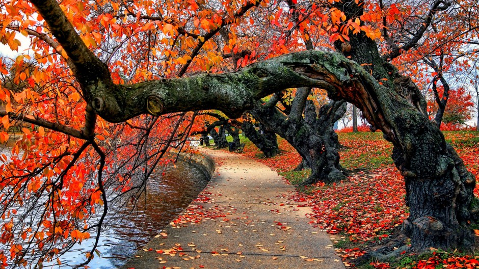 秋天森林美景高清图片