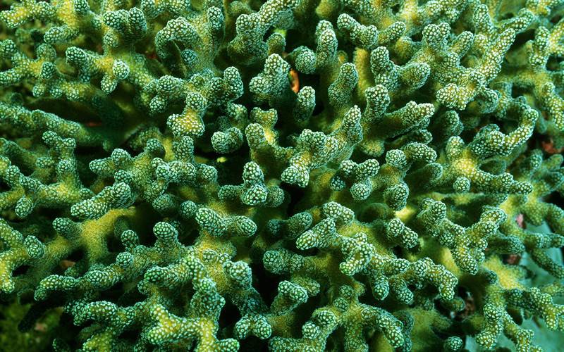 海葵珊瑚海底世界生物组图