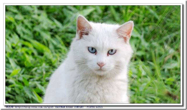 古灵精怪的蓝眼白猫图片