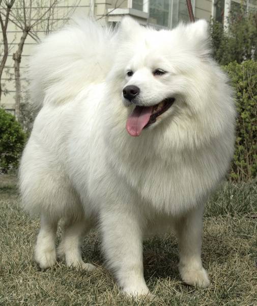 超可爱的萨摩耶犬高清图片