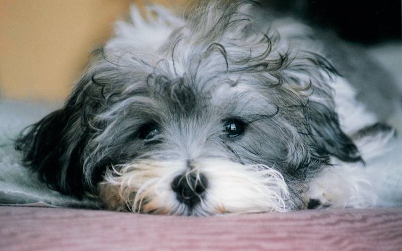 造型酷炫的哈瓦那小犬动物图片