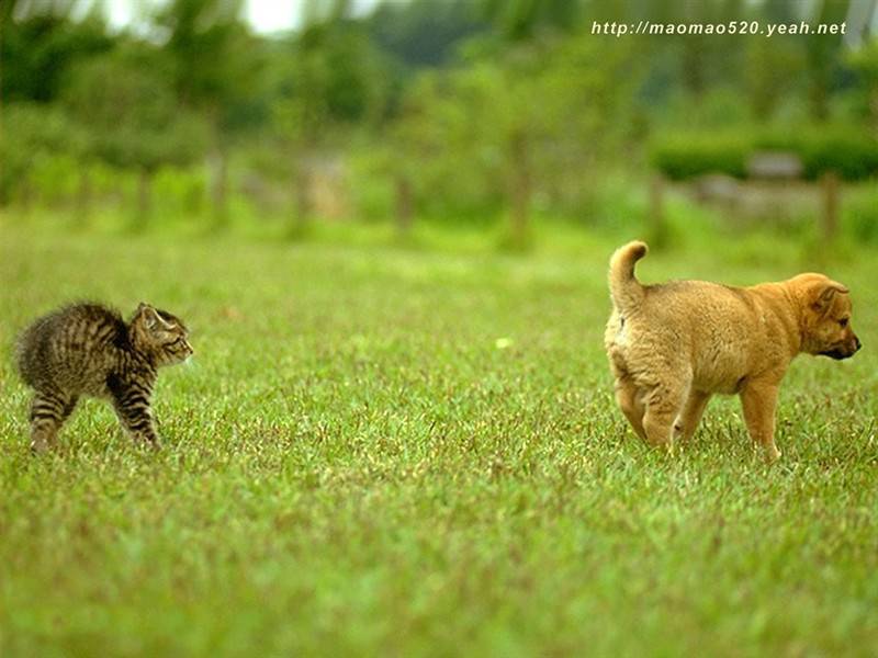 可爱小奶猫草地飞奔萌萌美图集