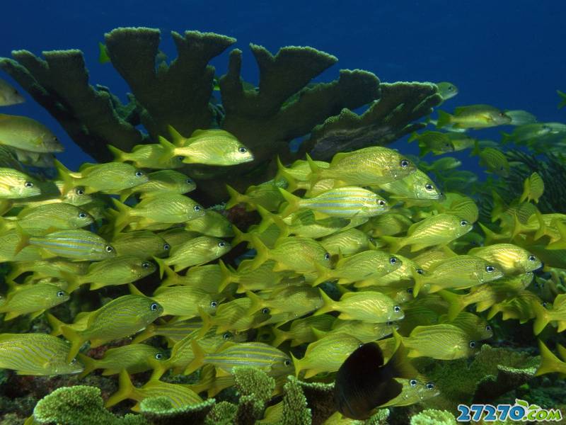 特写海底生物 海底的世界