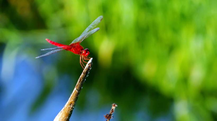 蜻蜓昆虫图片公园风景特写