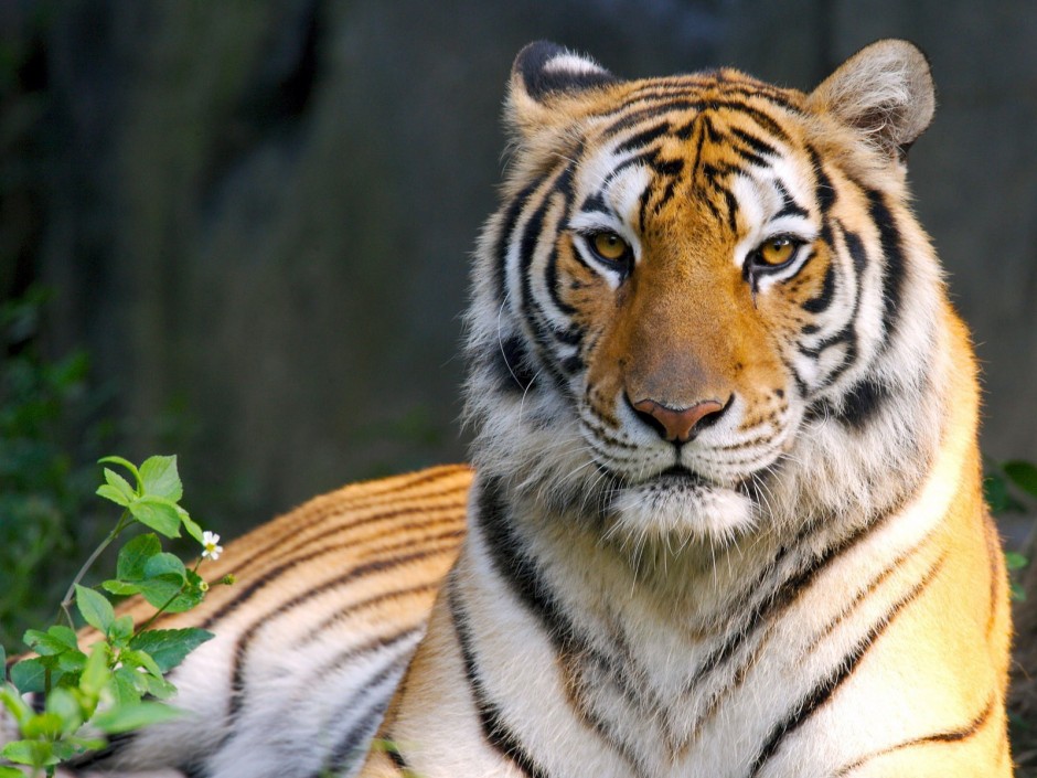 世界珍稀动物野生孟加拉虎图片