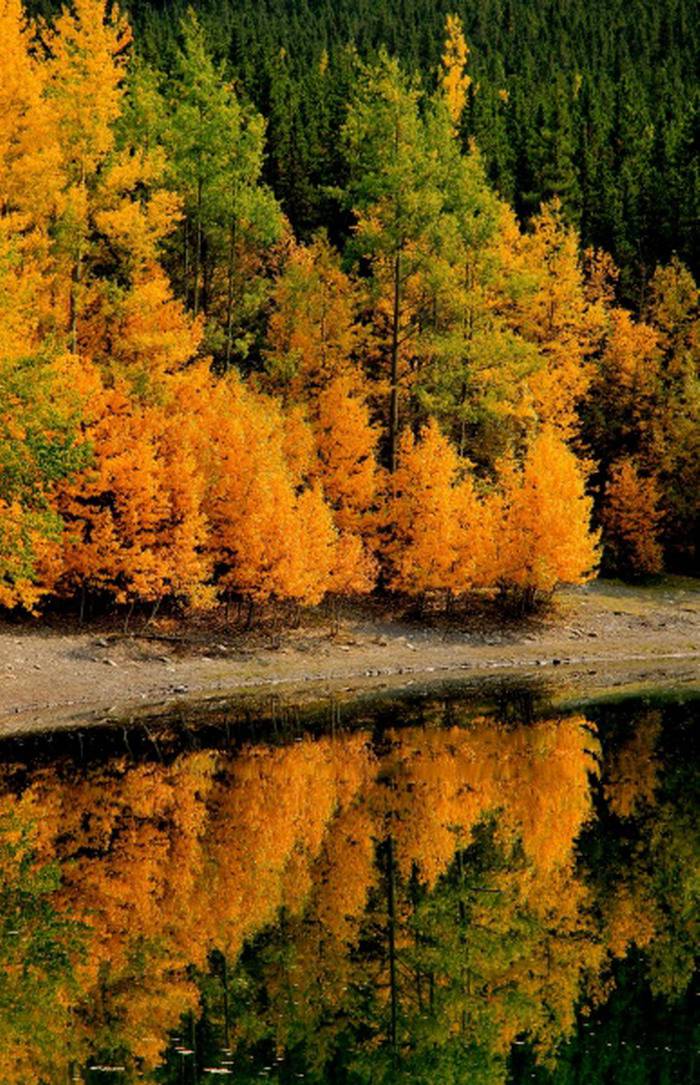 加拿大阿尔伯塔唯美秋景高清图片