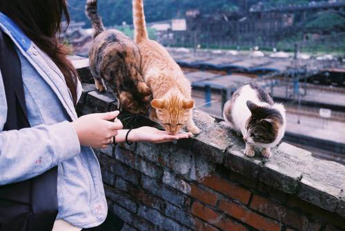 可爱猫咪居家呆萌生活照