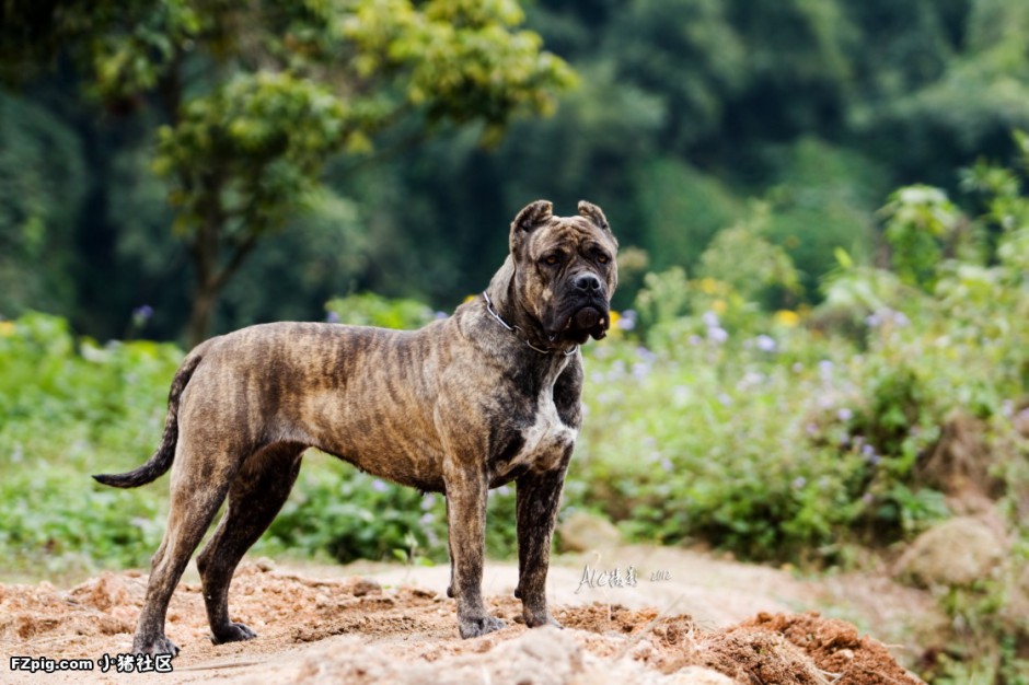 加纳利犬野外帅气特写图片