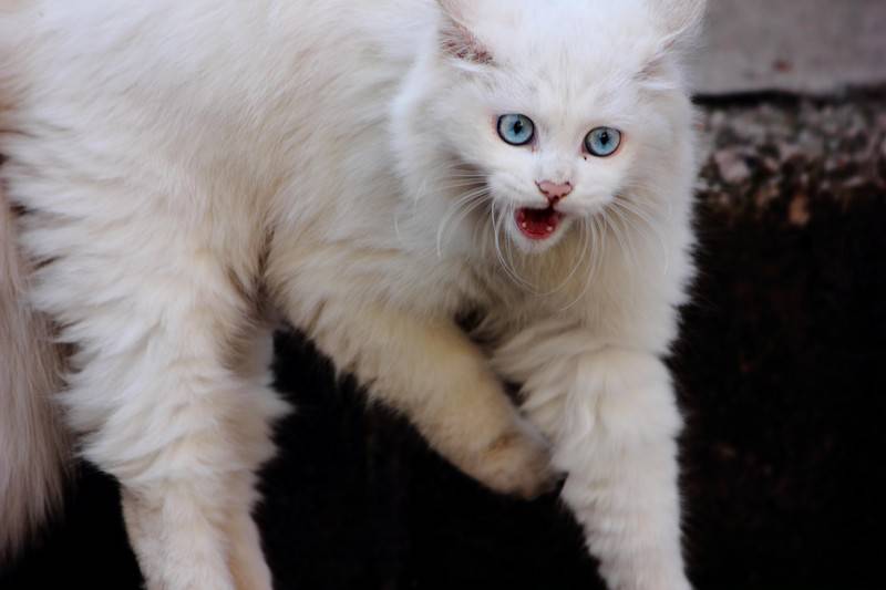 长毛蓝眼白猫凶狠表情图片