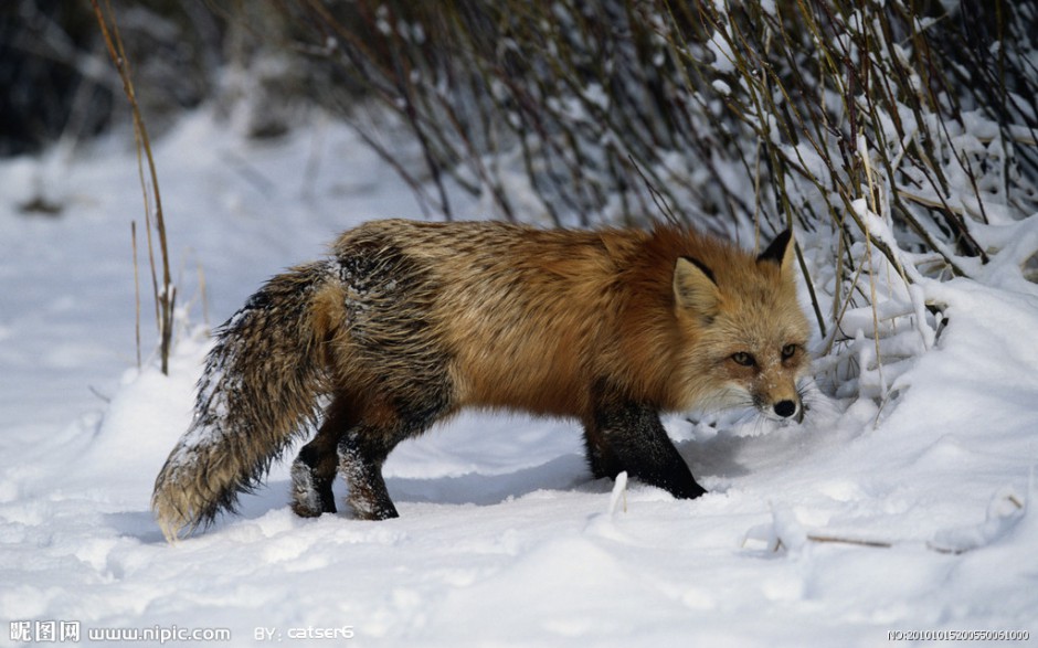 可爱狐狸雪地漫步图片