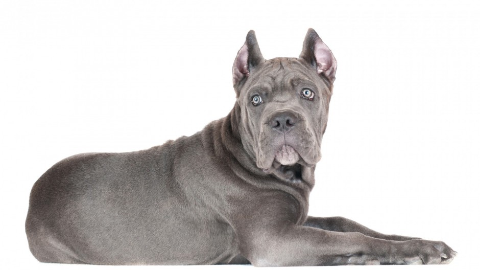 卡斯罗犬标准忧郁眼神图片