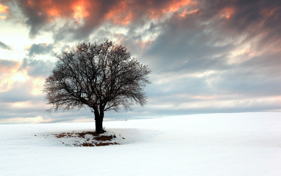 雪中的树冷色风景高清唯美摄影