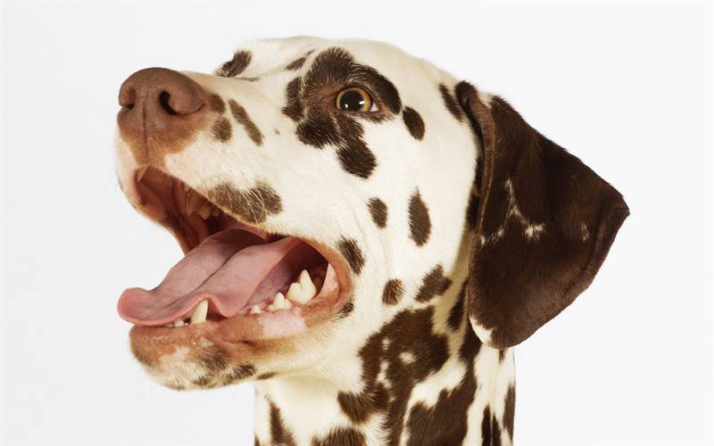 萌萌哒的狗狗高清动物图片