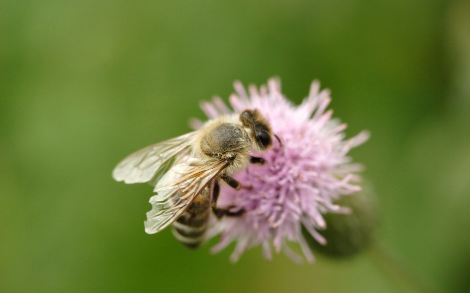 春天花园勤劳的小蜜蜂图片精选