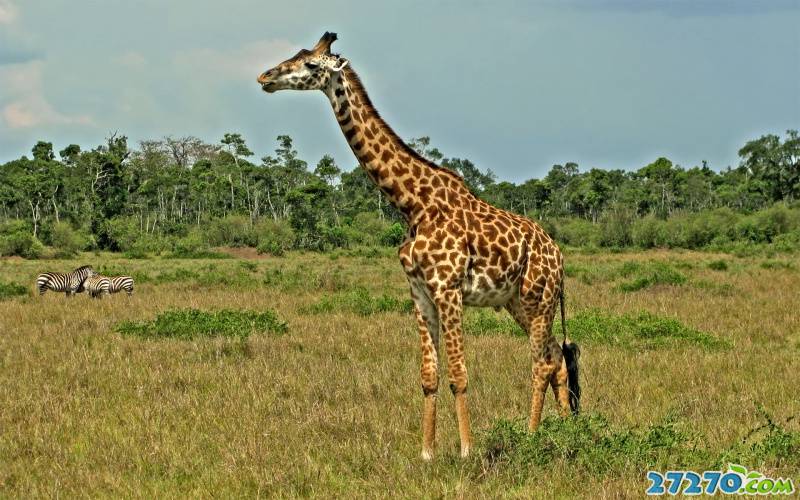 非洲草原上：长颈鹿