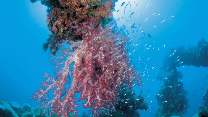 美丽海底世界藻类高清组图