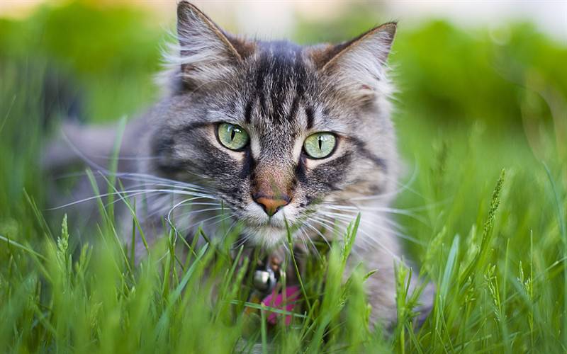 可爱小猫咪动物图片