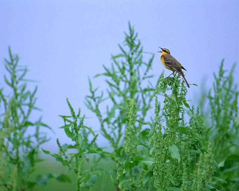 麻雀白鹤鸟类动物图片合集