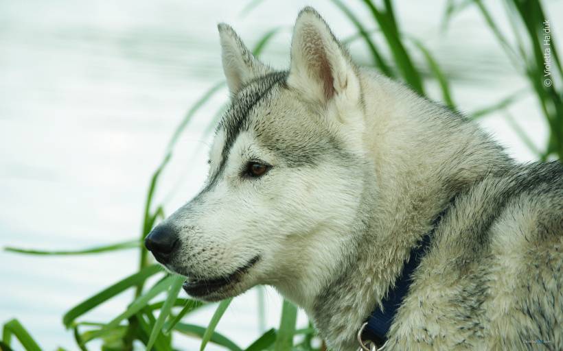 可爱雪橇犬哈士奇高清图片