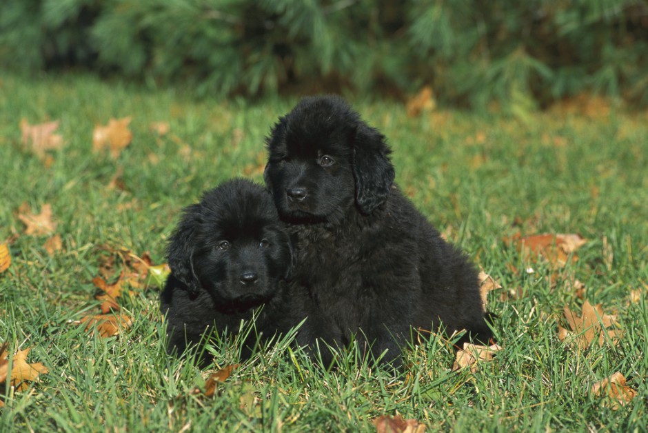 纽芬兰犬黑色幼犬草地可爱写真图片