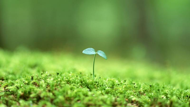 绿色护眼植物微距风景壁纸