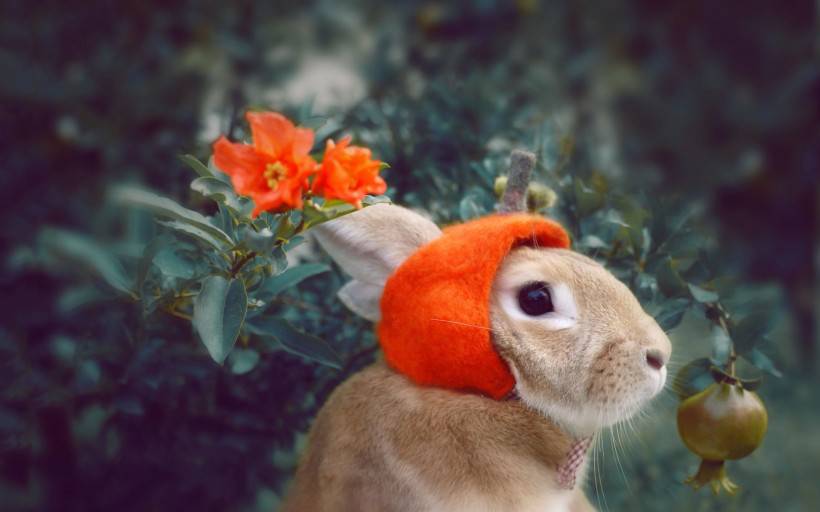 唯美梦幻可爱的小兔子图片
