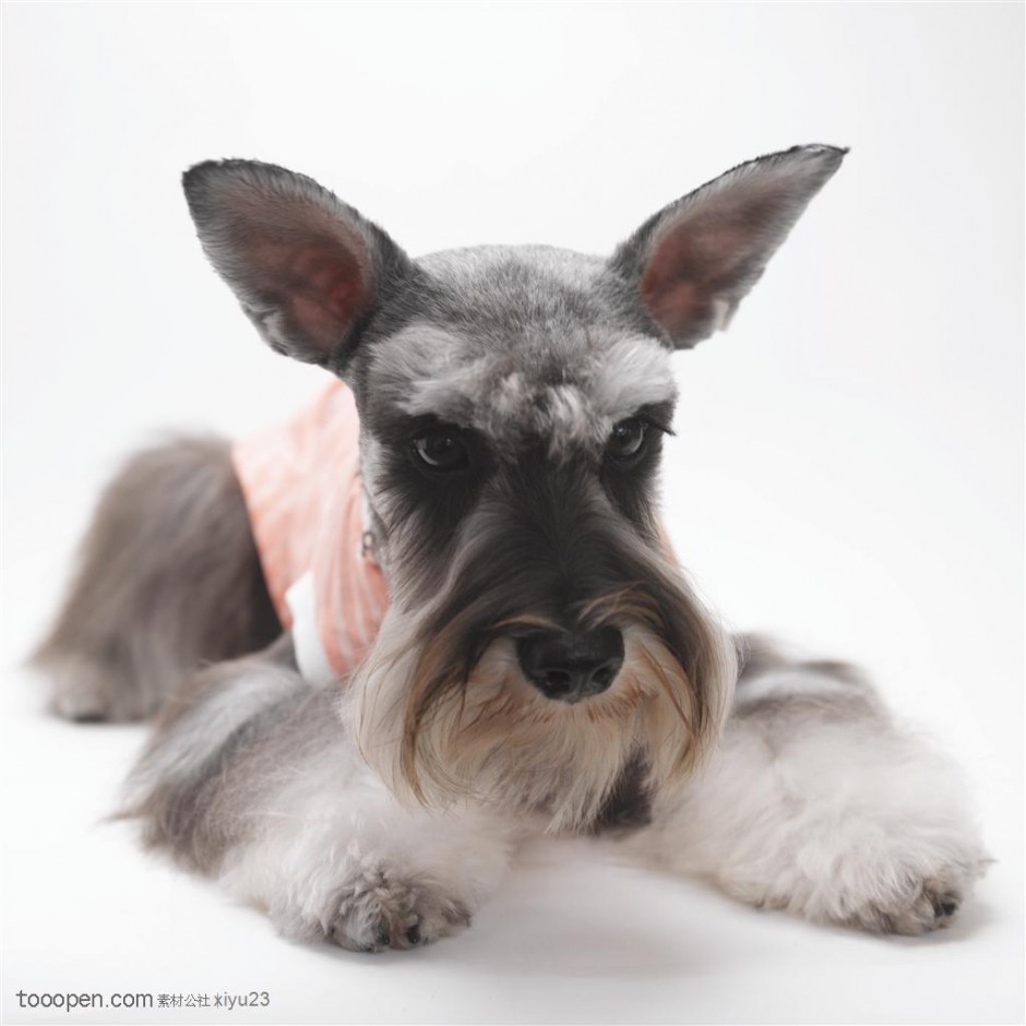 毛发柔软的苏格兰梗犬图片