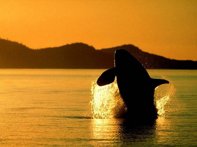 鲸鱼帅气跃水面高清组图